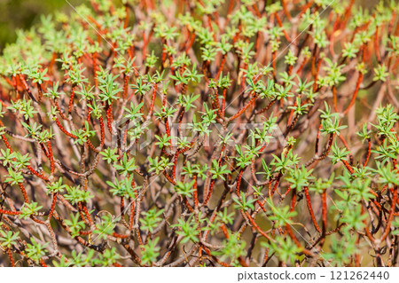 Close up of tiny branches with leaves 121262440