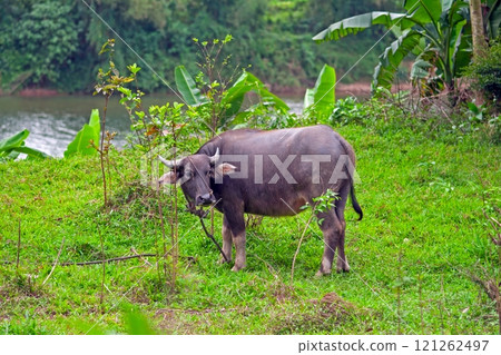 A young water buffalo grazing in a lush green field near a river with banana trees in the background 121262497