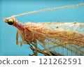 A macro photograph of a green lacewing with delicate, transparent wings and long antennae 121262591