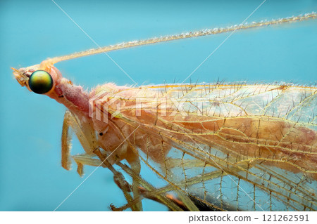 A macro photograph of a green lacewing with delicate, transparent wings and long antennae 121262591