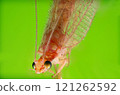 A macro photograph of a green lacewing with delicate, transparent wings and long antennae 121262592