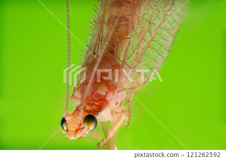 A macro photograph of a green lacewing with delicate, transparent wings and long antennae A macro photograph of a green lacewing with delicate, transparent wings and long antennae 121262592