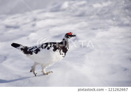 Rock ptarmigan: A bird that lives in mountainous areas Rock ptarmigan: A bird that lives in mountainous areas 121262667