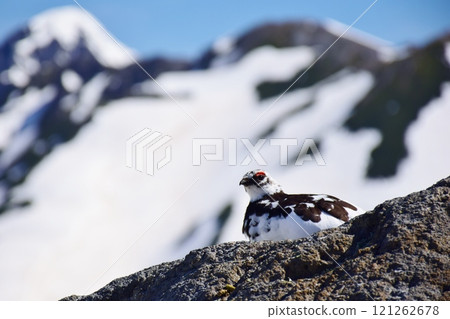 岩雷鳥，一種生活在山區的鳥類 121262678