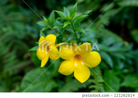Stunningly Beautiful And Vibrant Yellow Flowers Set Against A Lush And Green Foliage Backdrop Stunningly Beautiful And Vibrant Yellow Flowers Set Against A Lush And Green Foliage Backdrop 121262814