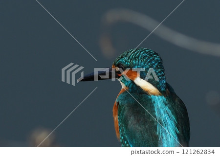 翠鳥瞄準獵物的特寫 翠鳥瞄準獵物的特寫 121262834