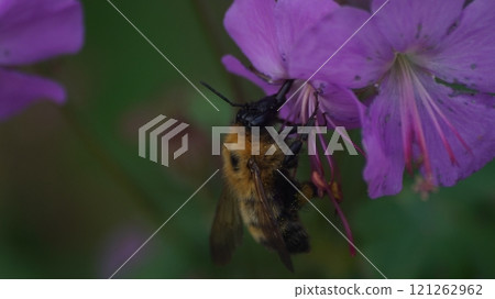 A tiger bumblebee sucking nectar from a geranium dalmaticum 121262962