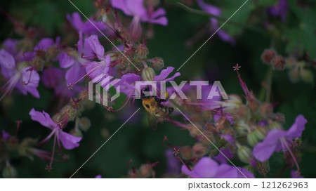 A tiger bumblebee sucking nectar from a geranium dalmaticum 121262963