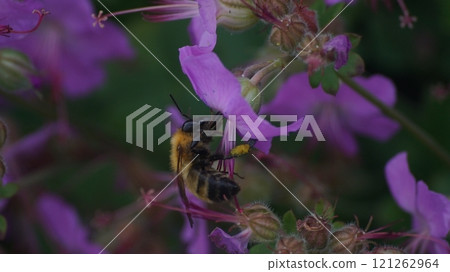 A tiger bumblebee sucking nectar from a geranium dalmaticum A tiger bumblebee sucking nectar from a geranium dalmaticum 121262964