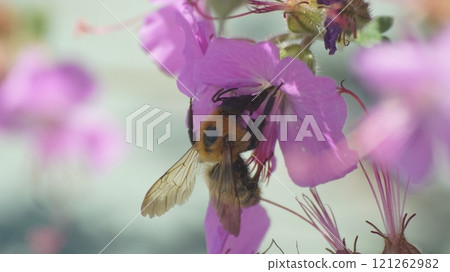 A tiger bumblebee sucking nectar from a geranium dalmaticum 121262982