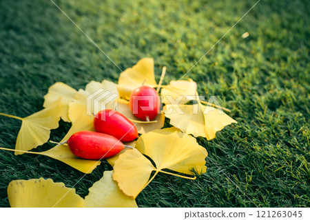 Fallen ginkgo leaves and ternate gourd on the lawn 121263045