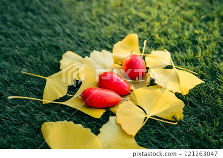 Fallen ginkgo leaves and ternate gourd on the lawn 121263047