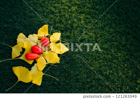 Fallen ginkgo leaves and ternate gourd on the lawn 121263049