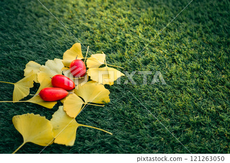 Fallen ginkgo leaves and ternate gourd on the lawn 121263050