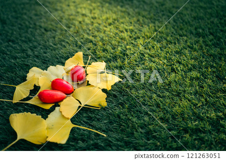 Fallen ginkgo leaves and ternate gourd on the lawn 121263051