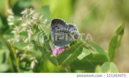 雌蟲 Orurishijijimi 從紅三葉草吸取花蜜 121263075