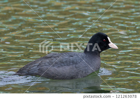 Coot swimming in the river Coot swimming in the river 121263078