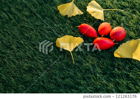 Fallen ginkgo leaves and ternate gourd on the lawn 121263176