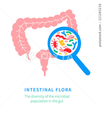Illustration of Probiotics and Gut Microbiome - Gut Health Support 121263216