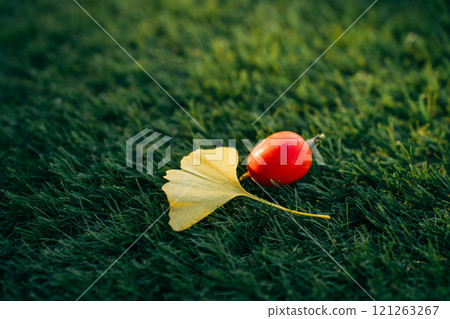 草坪上掉落的銀杏葉和葫蘆 121263267