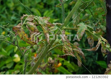 Infected leaves with late blight or other pathogenic fungal disease affecting plants of the nightshade family. Symptoms, manifestations, consequences of crop loss Infected leaves with late blight or other pathogenic fungal disease affecting plants of the nightshade family. Symptoms, manifestations, consequences of crop loss 121263302