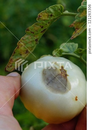 In hands of white man unripe tomato fruit damaged by disease of lower phytophthora, next to numerous areas of dead surface of leaves of bush. Damage and loss of crops in future harvest campaign In hands of white man unripe tomato fruit damaged by disease of lower phytophthora, next to numerous areas of dead surface of leaves of bush. Damage and loss of crops in future harvest campaign 121263306