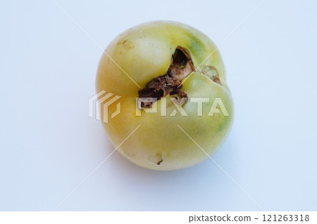 Damage from the vital activity of the agricultural pest tomato young caterpillar of the Fall Armyworm close-up, on a white background, top view. Characteristic bites and tunnels inside the fetus Damage from the vital activity of the agricultural pest tomato young caterpillar of the Fall Armyworm close-up, on a white background, top view. Characteristic bites and tunnels inside the fetus 121263318