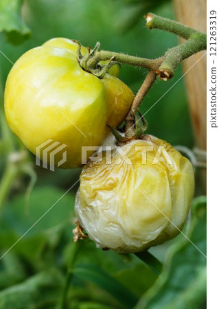A cluster of a tomato bush with fully rotten yellow fruit, from which the disease moved to another at the point of contact, and it partially rotted. Vertical close-up shot. 121263319