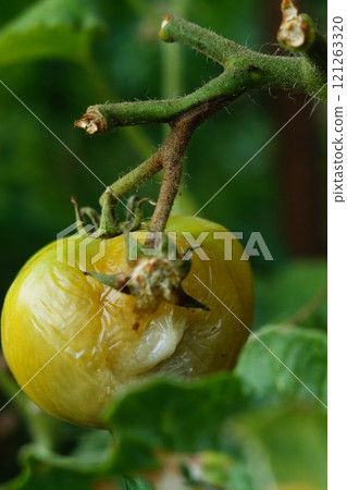 Macro image of the surface of a cluster of tomato bush, surface of which is partially covered with fungal disease. Fruit rotted and fell off, infection spread to neighboring fruit and led to rotting Macro image of the surface of a cluster of tomato bush, surface of which is partially covered with fungal disease. Fruit rotted and fell off, infection spread to neighboring fruit and led to rotting 121263320