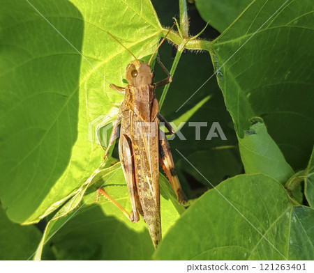 Locust Locust 121263401