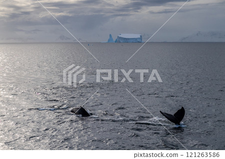 Antarctic landscape with diving humpback whales Antarctic landscape with diving humpback whales 121263586