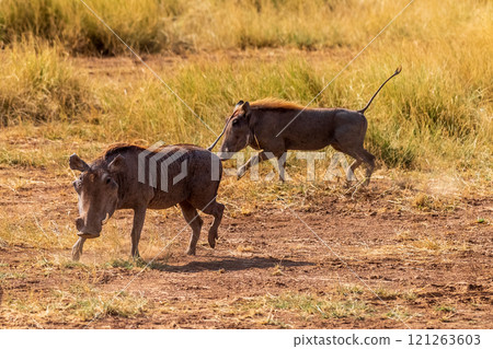 Warthogs in Samburu National reserve 121263603