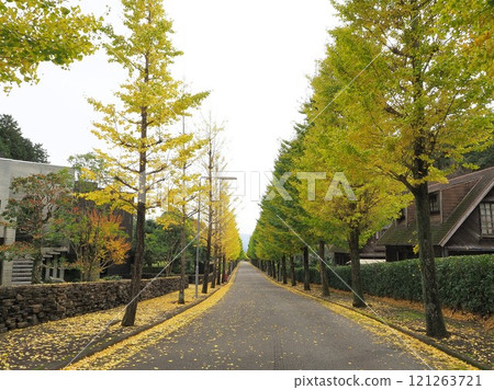 Shizuoka Prefecture, Ginkgo Tree-lined Landscape, November Shizuoka Prefecture, Ginkgo Tree-lined Landscape, November 121263721