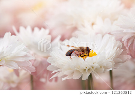 Bee collects nectar on white chrysanthemums during day. Honey bee close up pollinating white flower. Nature. Ecosystem, ecology, wild and domestic environment. Copy space Bee collects nectar on white chrysanthemums during day. Honey bee close up pollinating white flower. Nature. Ecosystem, ecology, wild and domestic environment. Copy space 121263812