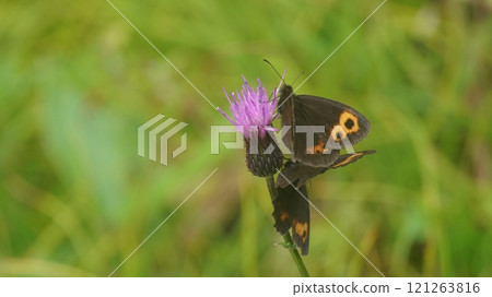 Red thistle sucking nectar from thistle 121263816
