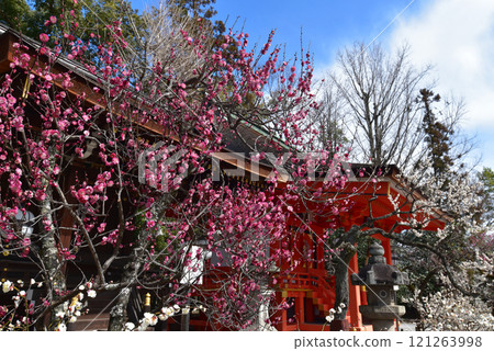 開滿紅梅的北野天滿宮 開滿紅梅的北野天滿宮 121263998