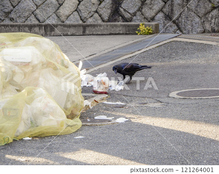 Crows rummaging through trash 121264001