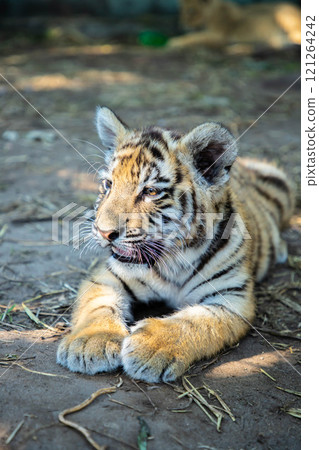 Sweet tiger baby is lying on the land. 121264242