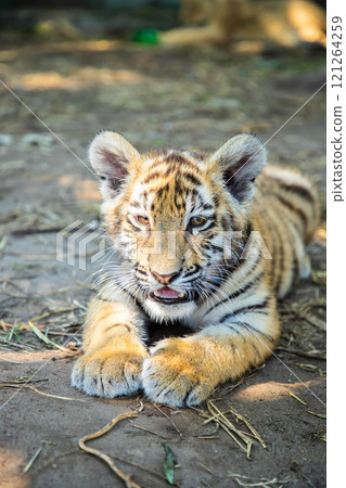 Sweet tiger baby is lying on the land. 121264259
