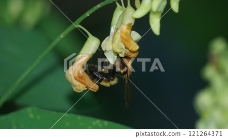 A tiger bumblebee sucking the honey of a weeping cowpea 121264371
