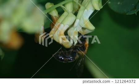 A tiger bumblebee sucking the honey of a weeping cowpea 121264372