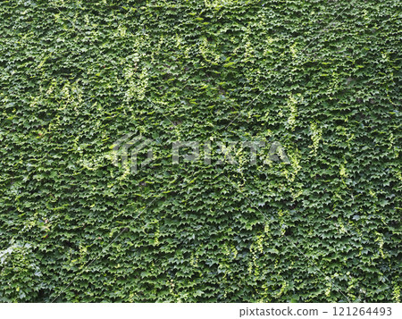 Wall covered with vines - background material 121264493