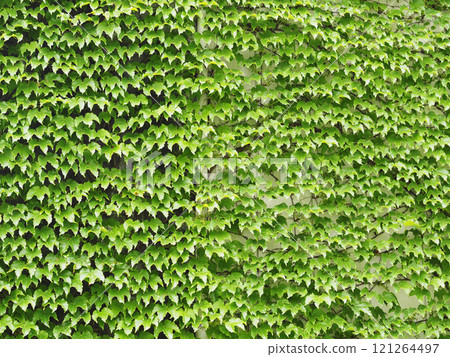 Wall covered with vines - background material 121264497