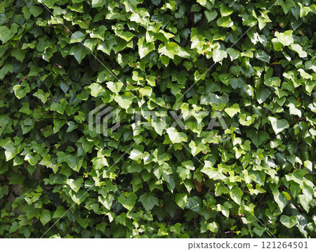Wall covered with vines - background material Wall covered with vines - background material 121264501
