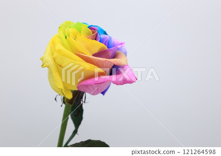 白色背景上的彩色玫瑰 白色背景上的彩色玫瑰 121264598