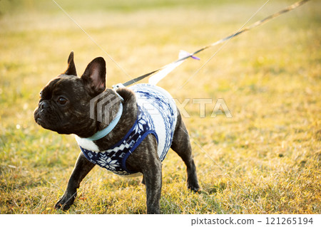 狗在跑狗場玩耍 狗在跑狗場玩耍 121265194