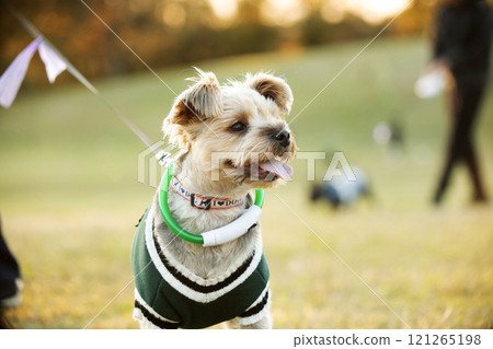 Dogs playing in a dog run 121265198