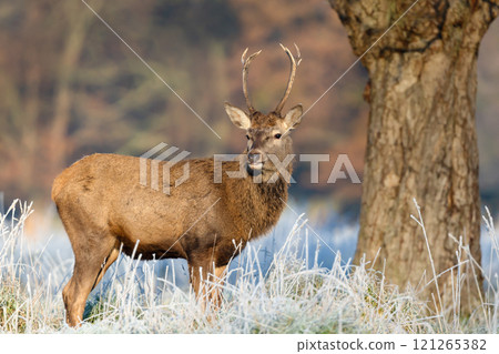 Young red deer stag standing in frosty meadow in winter Young red deer stag standing in frosty meadow in winter 121265382