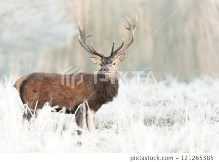Red deer stag standing in frosty meadow in winter 121265385