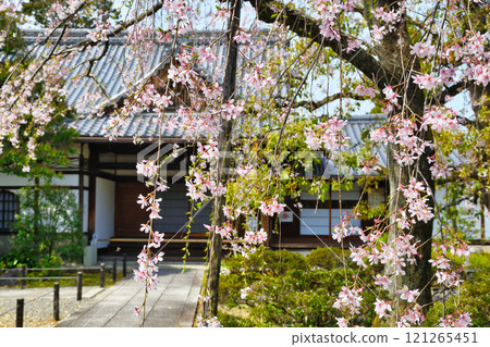 優雅的蓮台寺，美麗的垂枝櫻花（京都府京都市北區） 121265451